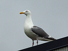 Glacous-winged Gull